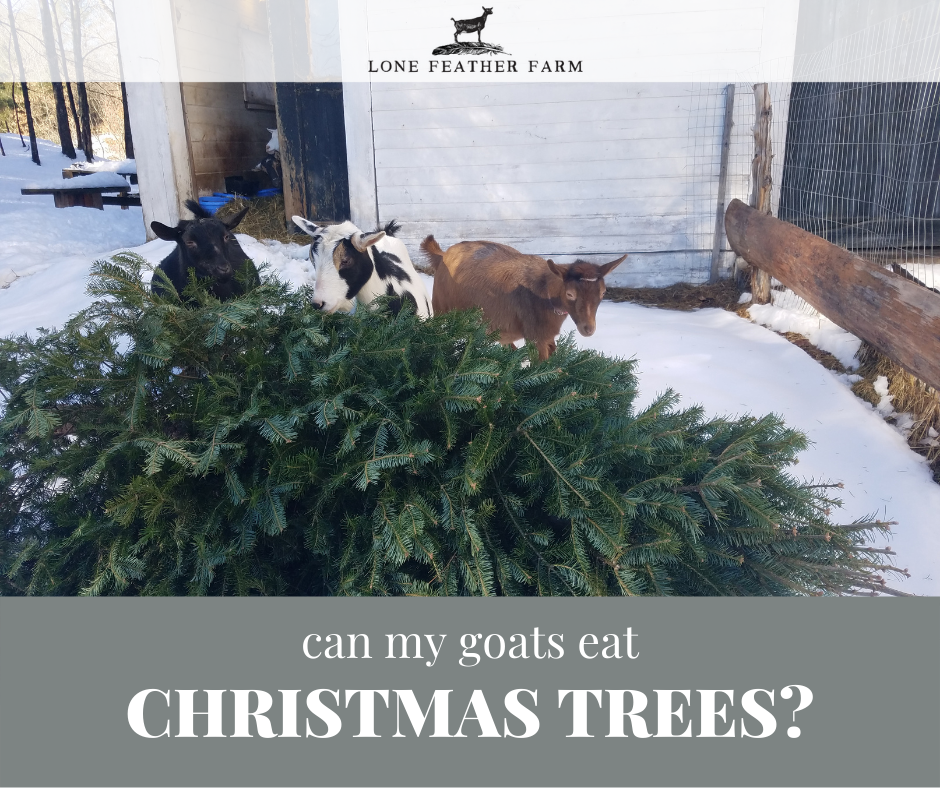 Can Goats Eat Christmas Trees? — Lone Feather Farm