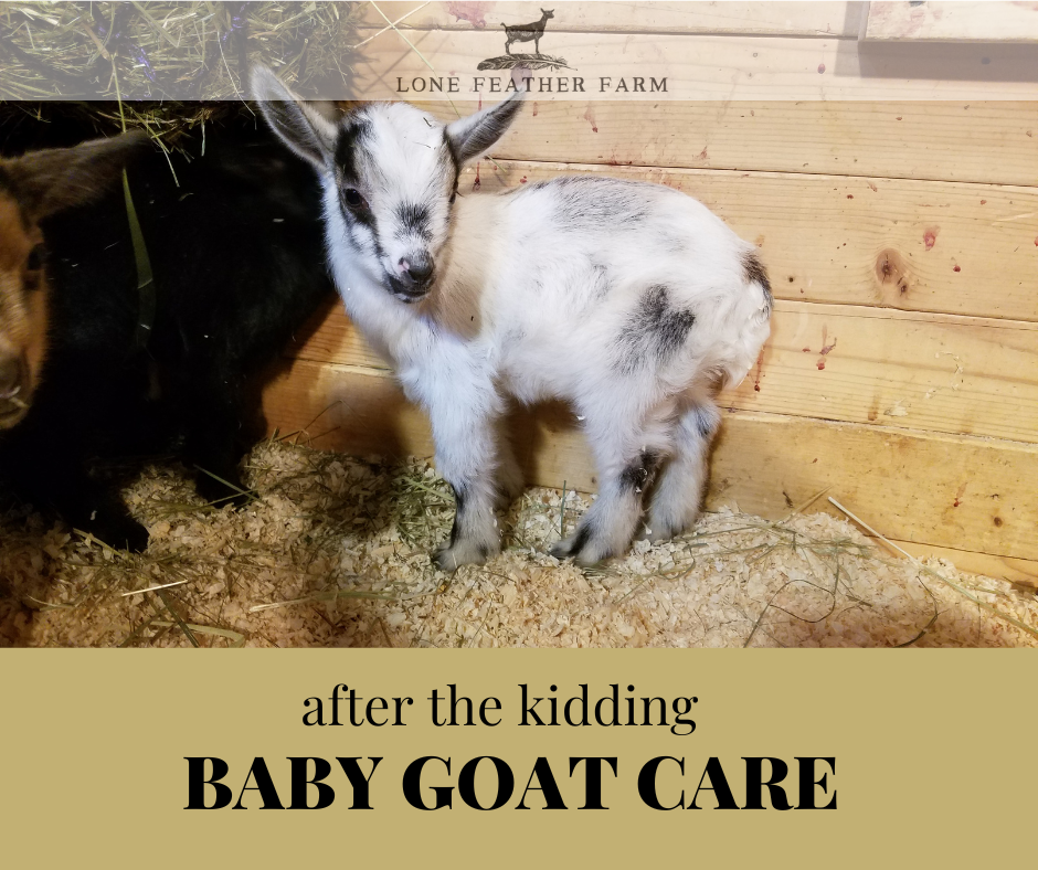 After the Kidding Baby Goat Care — Lone Feather Farm