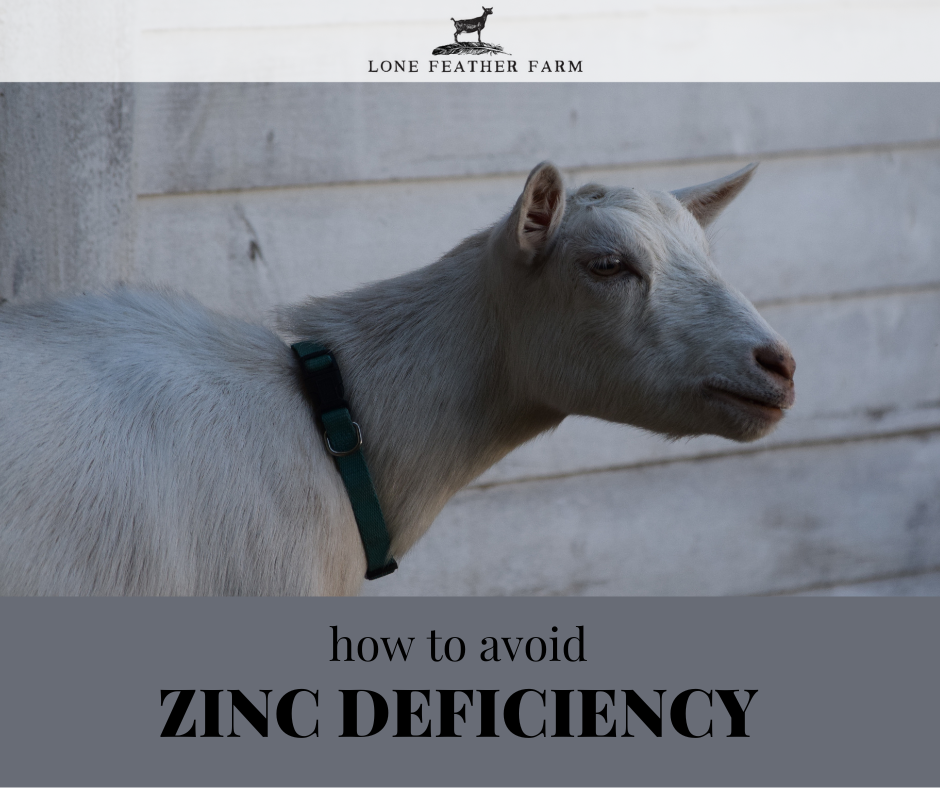 Zinc Deficiency in Goats — Lone Feather Farm