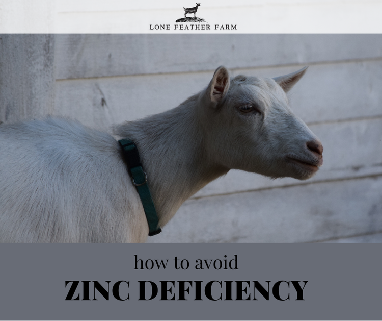 Zinc Deficiency in Goats — Lone Feather Farm