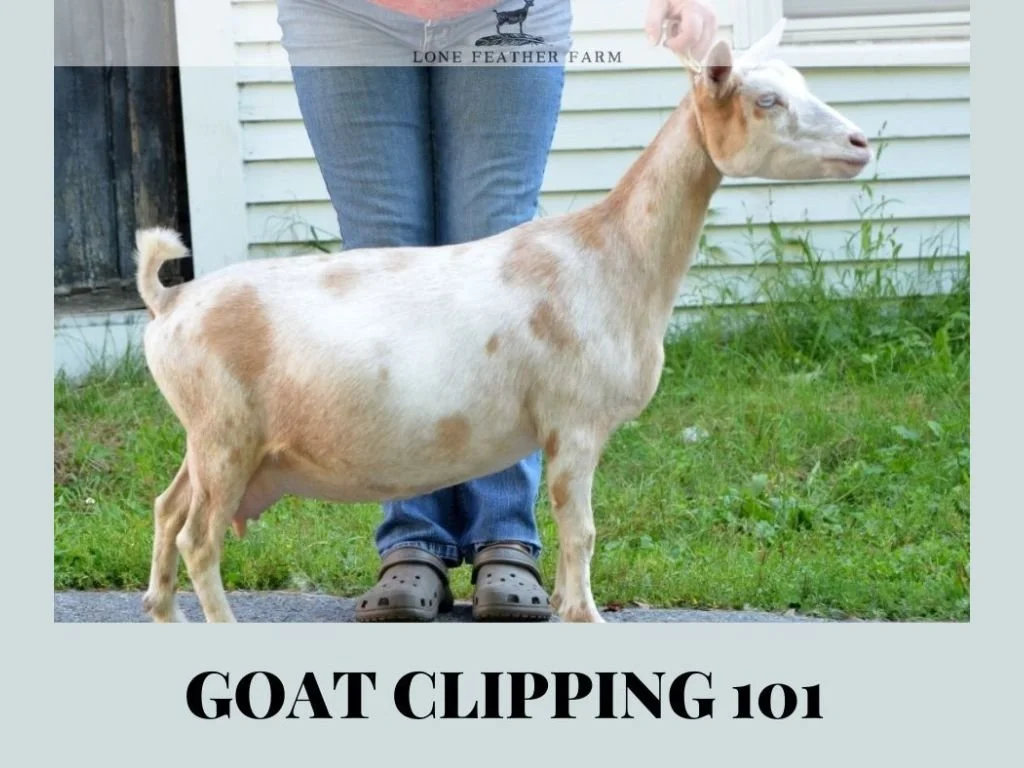 Goat Clipping Guide.pdf Goat Clipping: How to Clip a Goat for Show, Linear Appraisal, Photos ...