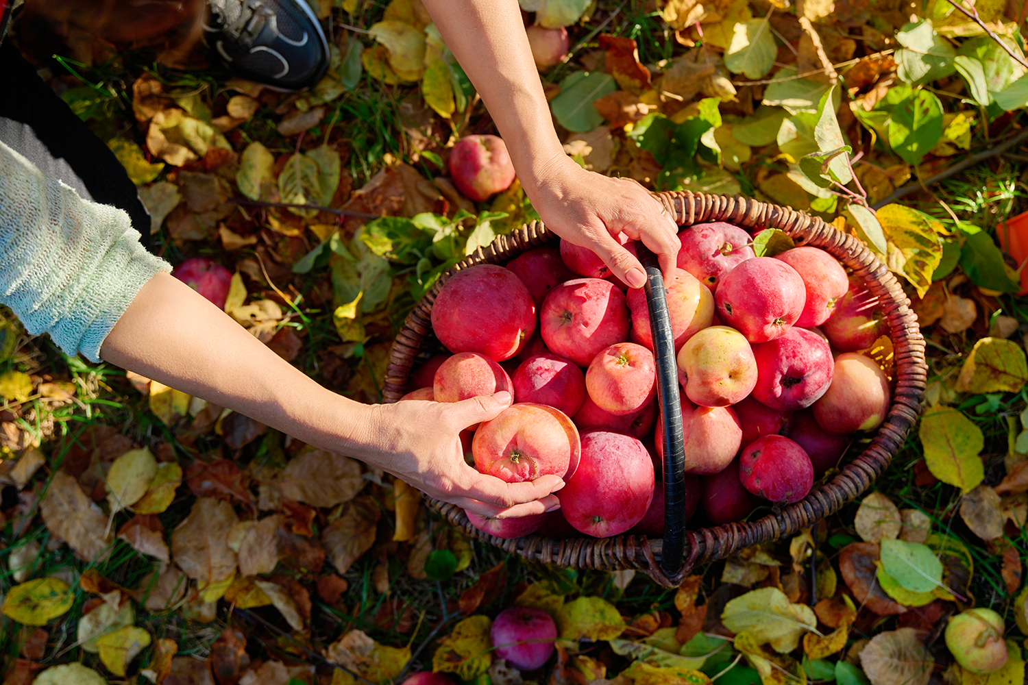 Apple Picking