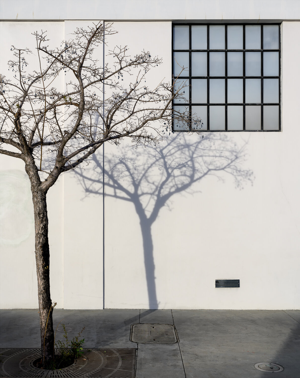 Tree by the Old Apple Store, Palo Alto, California 