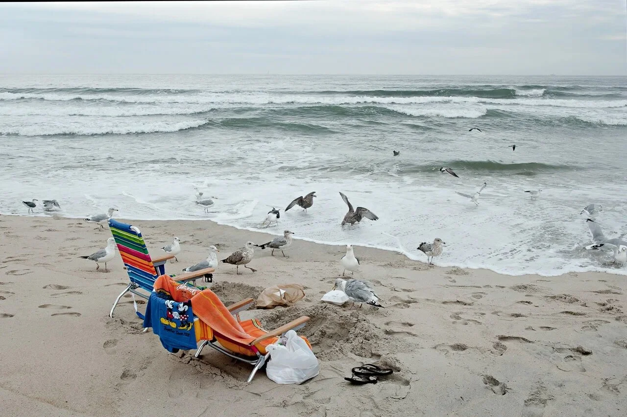 Seagulls Cleaning Up