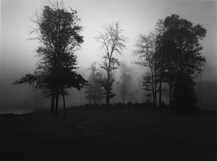 Copy of Trees in Fog, Wesfield, NJ copy.jpg