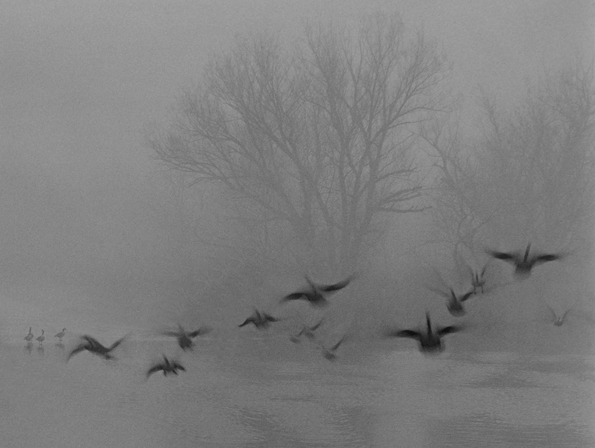 Geese in Fog.jpg