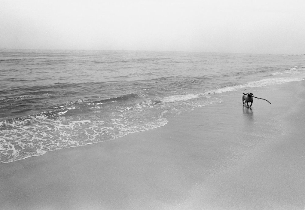 Dog on Beach.jpg