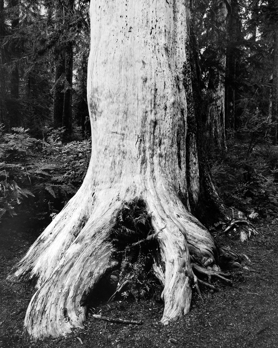 Tree Trunk, Seattle, WA.jpg
