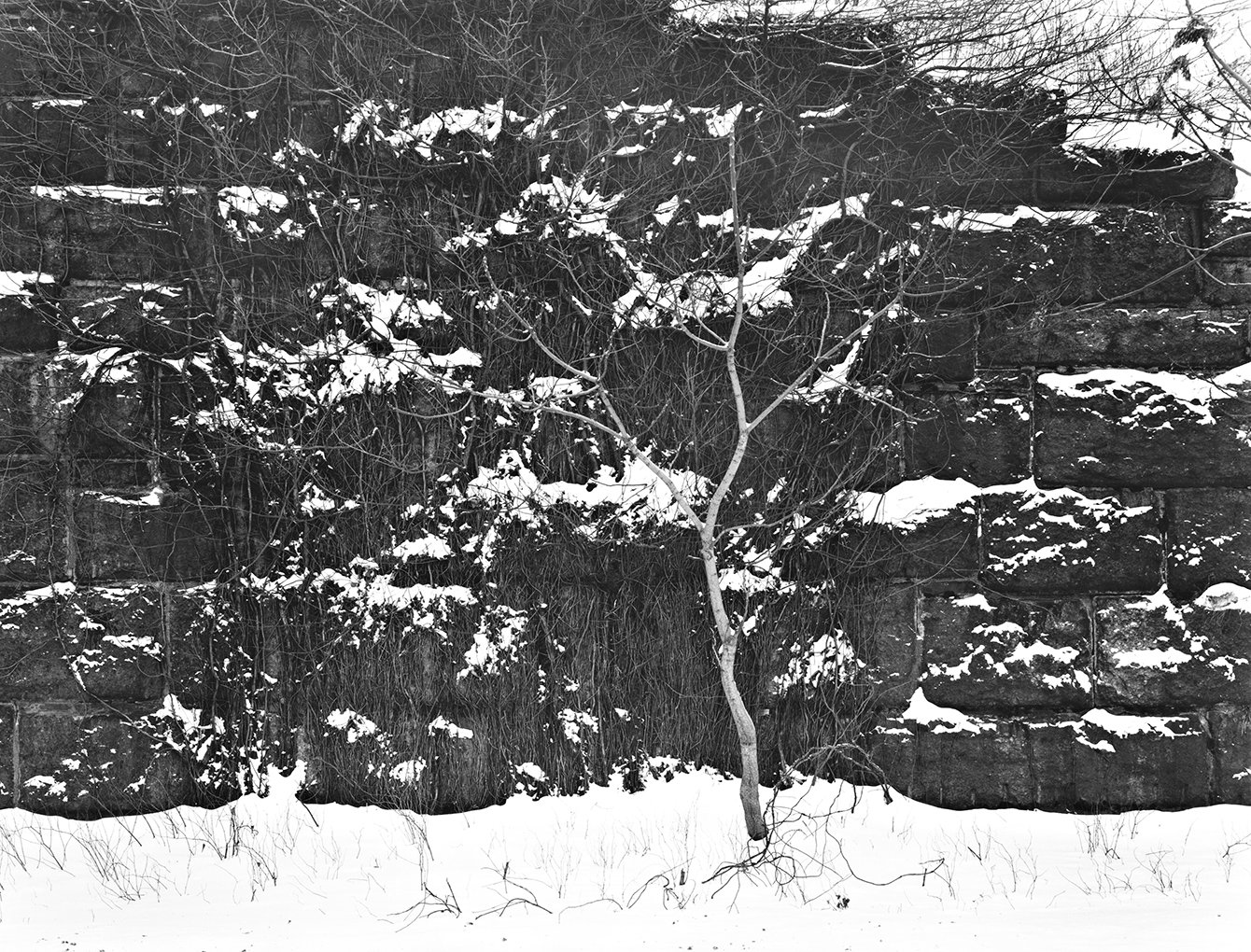 Copy of Tree Against Bridgewall, Elizabetn, 1981 .jpg