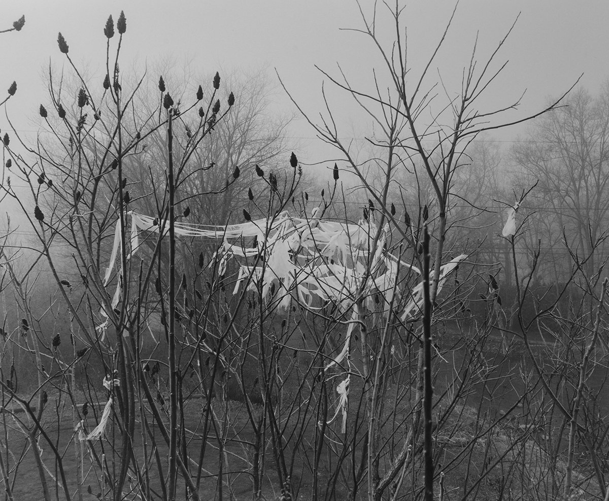 Plastic bags in Branches.jpg