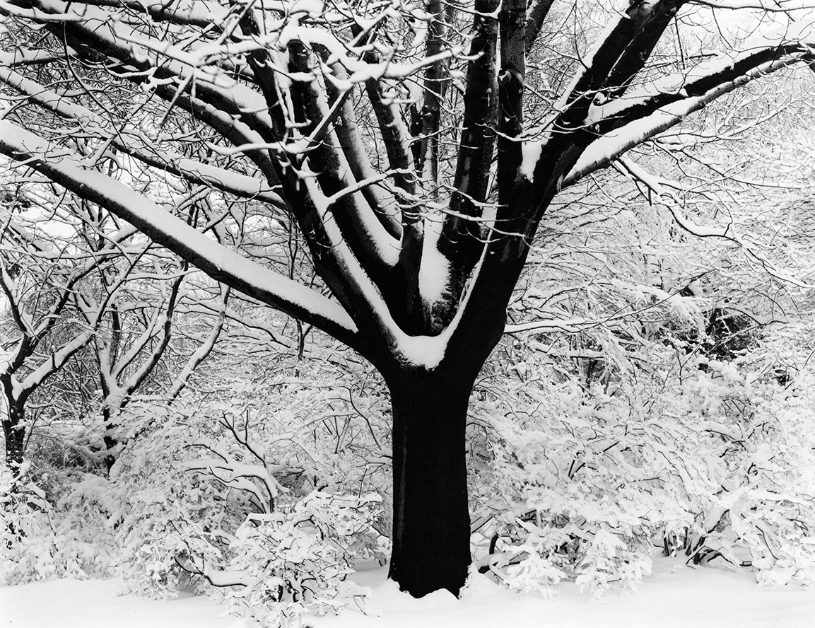 Copy of Tree Torso, Roselle Park, NJ.jpg
