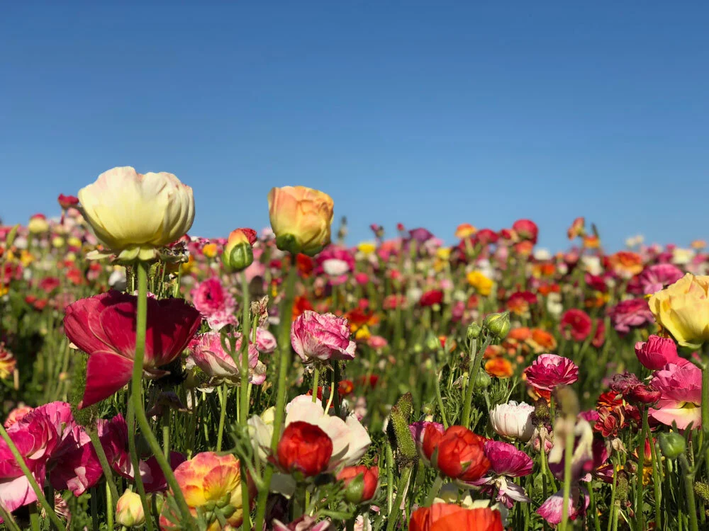 The Flower Fields at Carlsbad Ranch