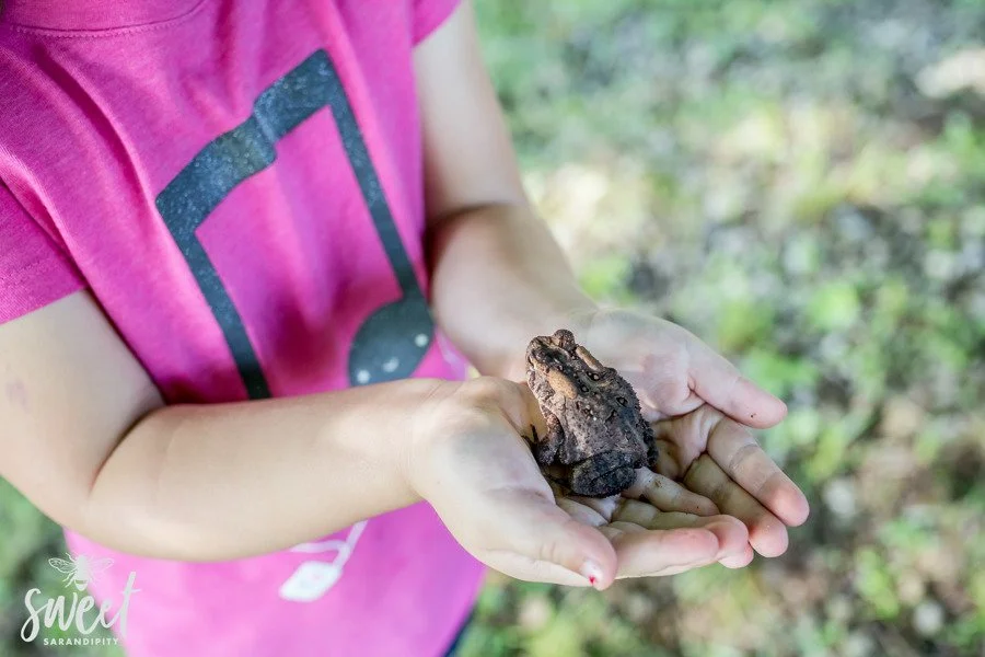 Child holding frog in palms