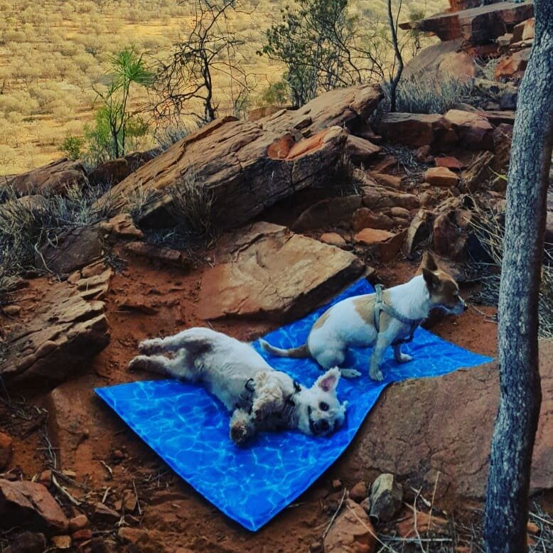 @oscar_and_peanut &quot;I think I'll just chill down here while you do what you call &quot;fun&quot;&quot; 🐶🐶🧗&zwj;♂️ #rockclimbing #dothent #alicesprings #kampunglyf