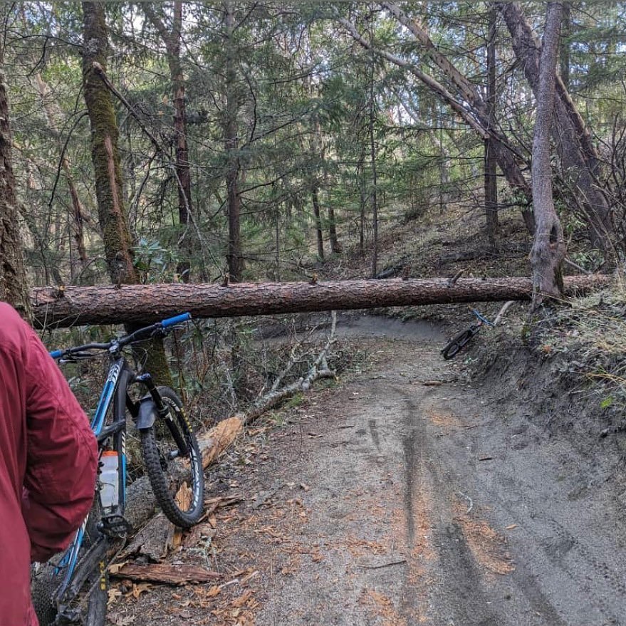 UPDATE ITS CLEAR

Heads up bikers! Reported tree down at the bottom of Jab in the Ashland watershed

#ashlandoregon #trails #biketrails #mountainbike #ashland
