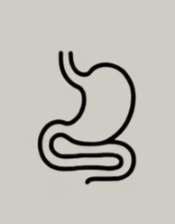 Simple line drawing of a human stomach and intestines