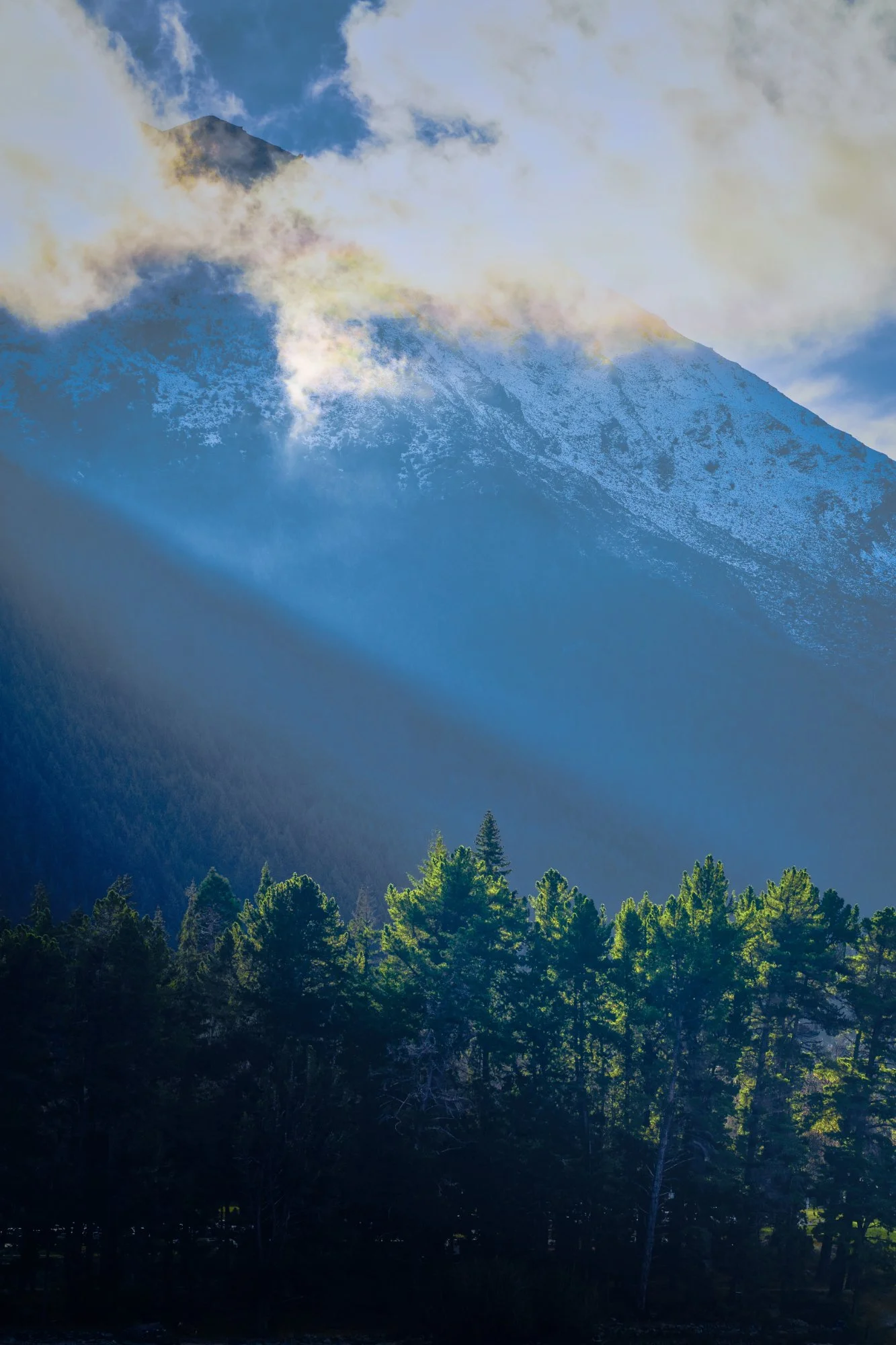 Through the Pines.jpg