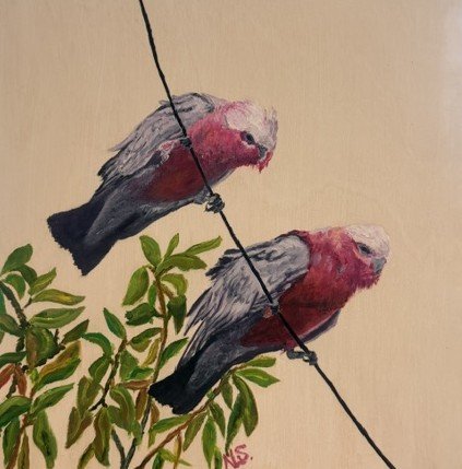 Galahs on a Wire 2.jpeg