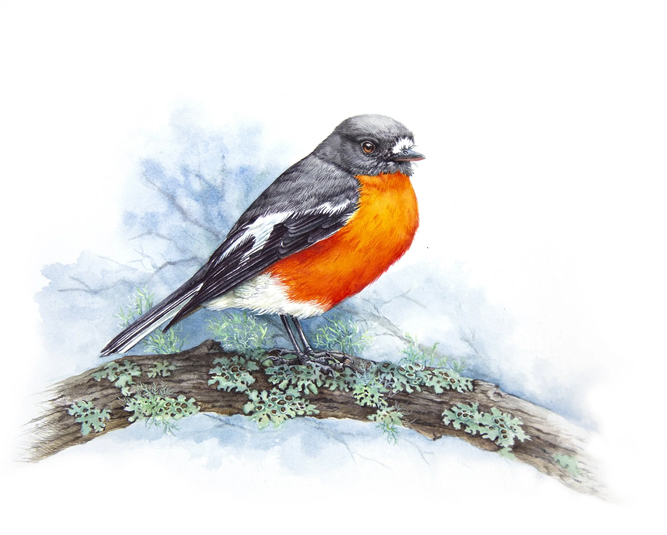Winter Flame - Flame Robin.jpg