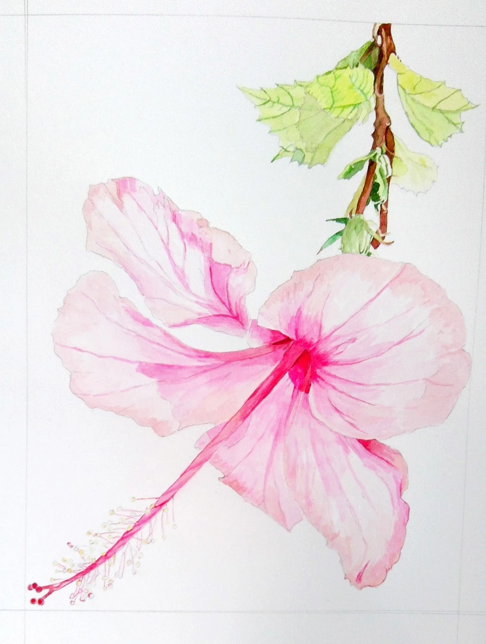 Hibiscus