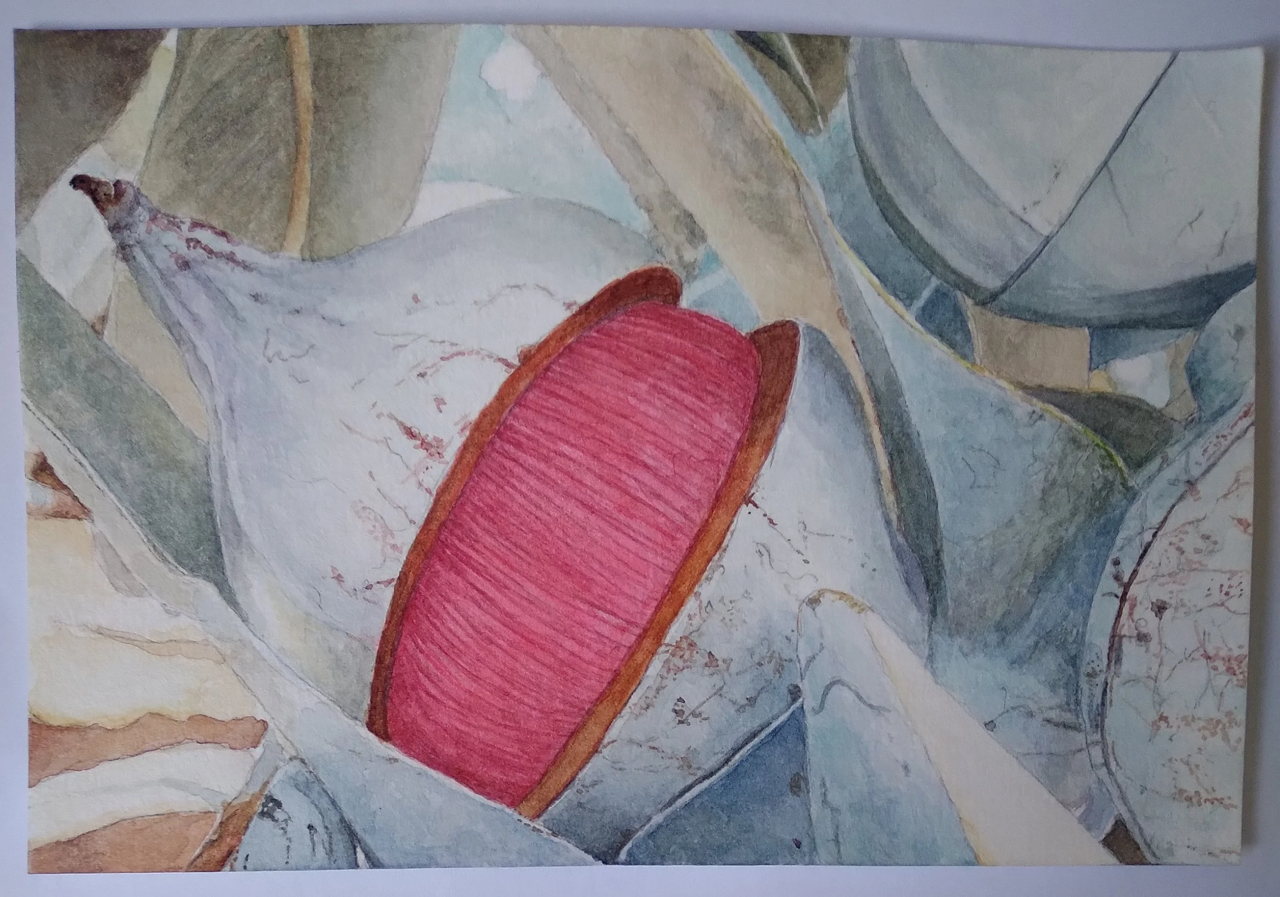 Eucalyptus Macrocarpa