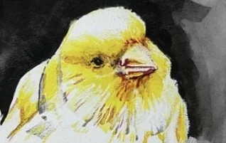 Canary
