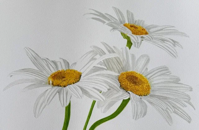Daisies