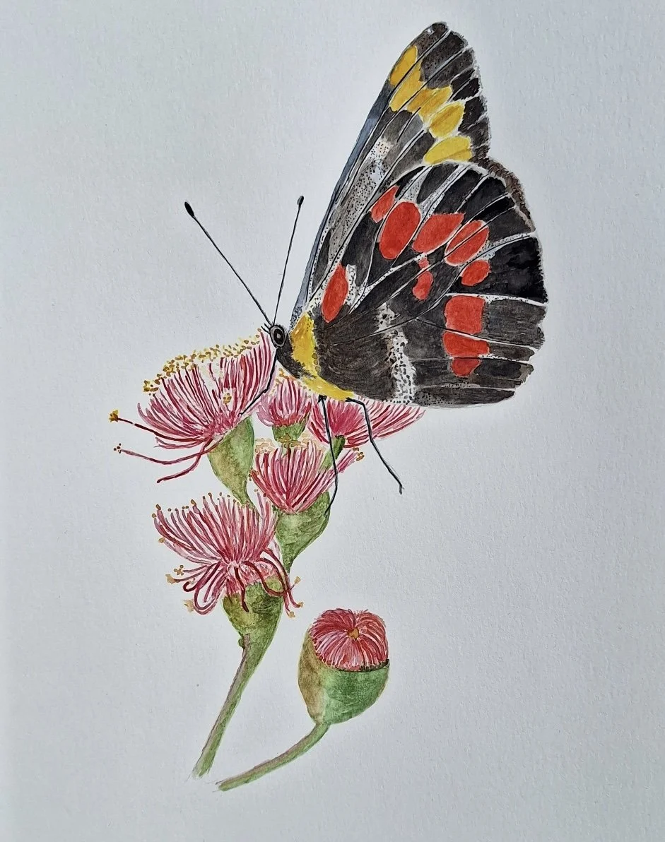 Butterfly on Flowering Gum