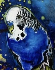 Blue Budgie
