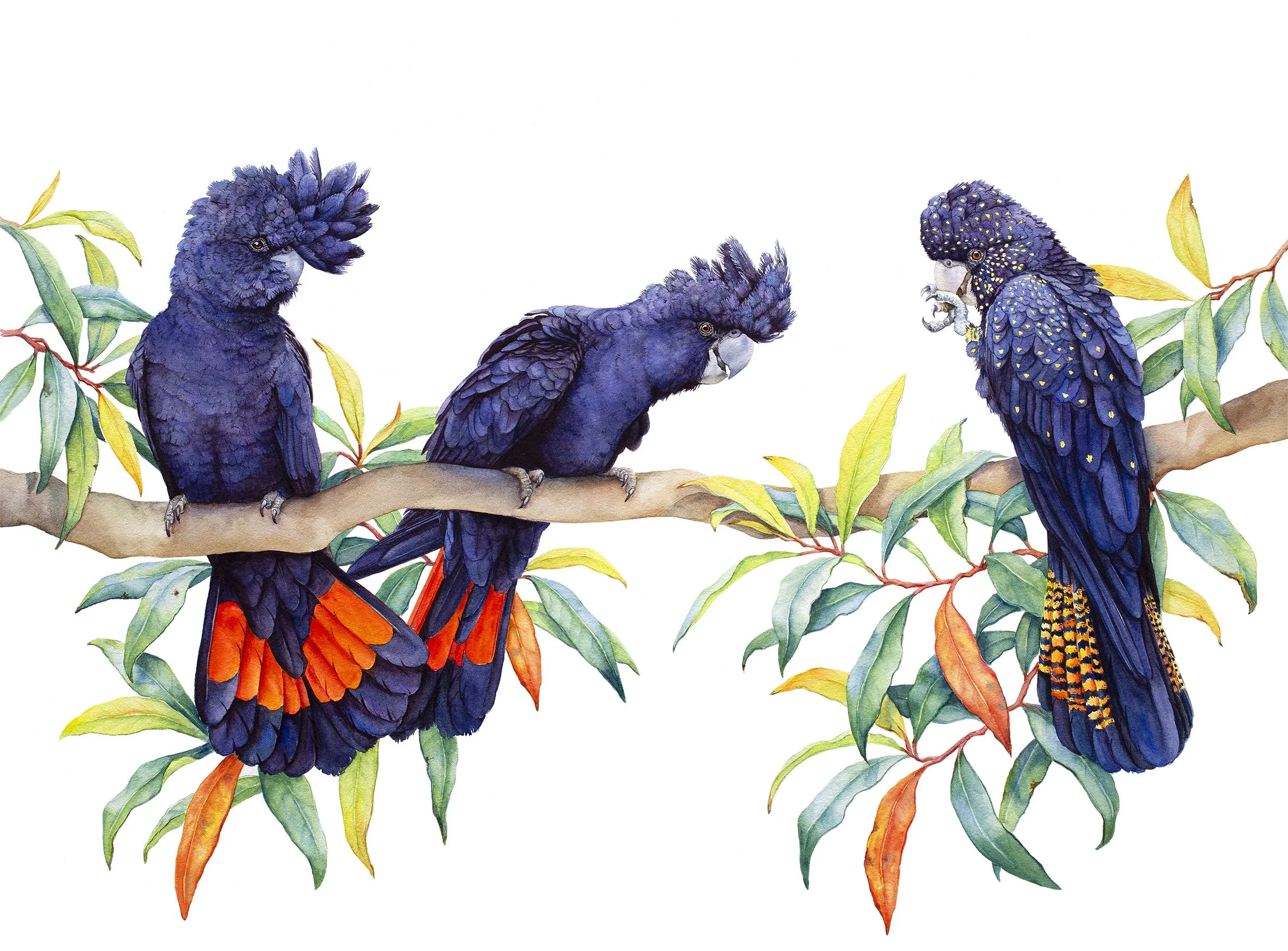 Miss Flirtatious .jpg