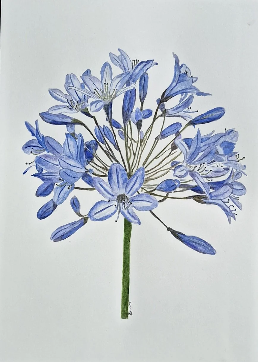Agapanthus