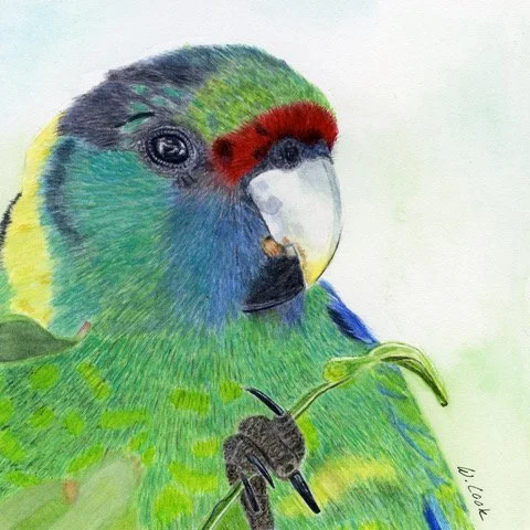 Ring Neck Parrot