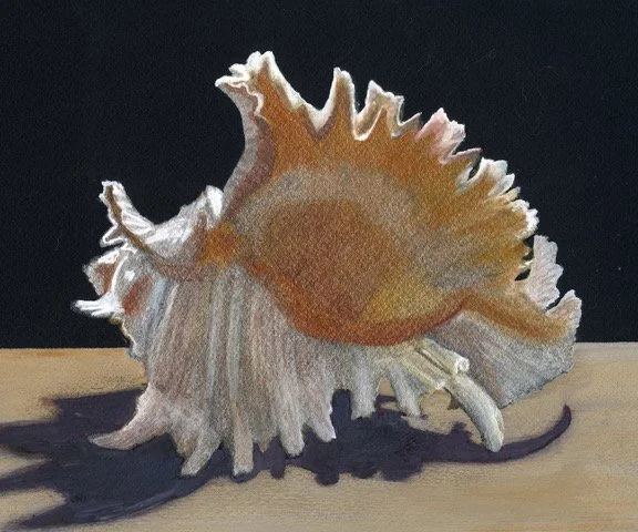 Conch Shell