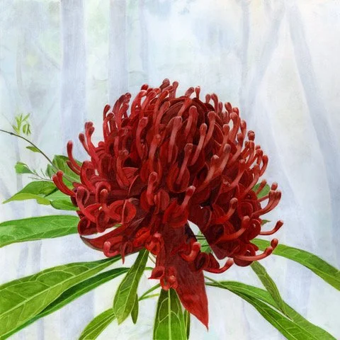 Waratah