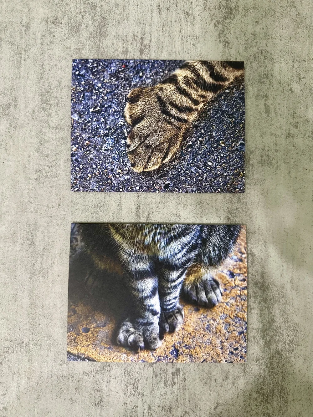 Cat Paw Note Card — The Hemingway Home Museum