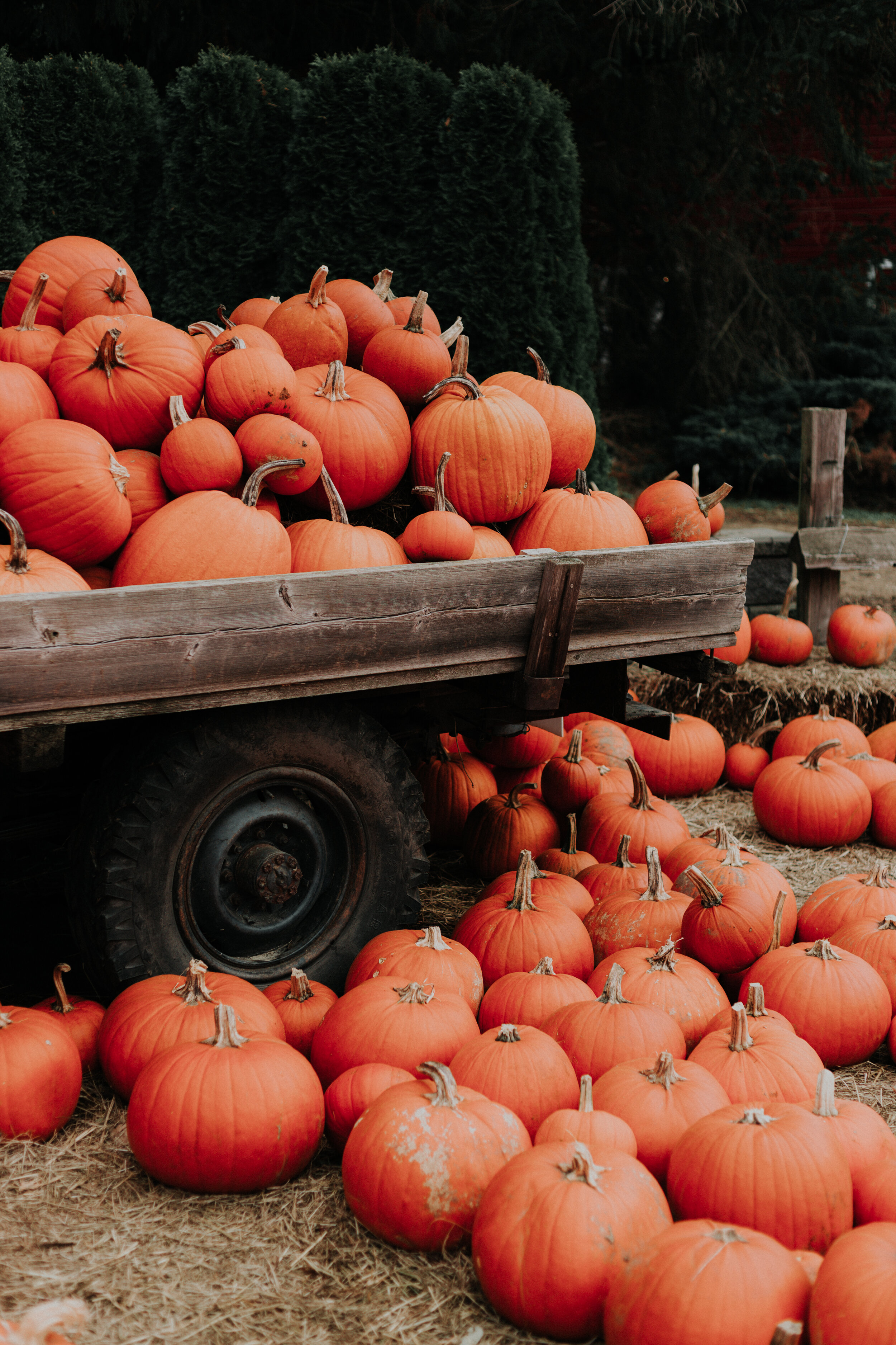 pumpkin patch