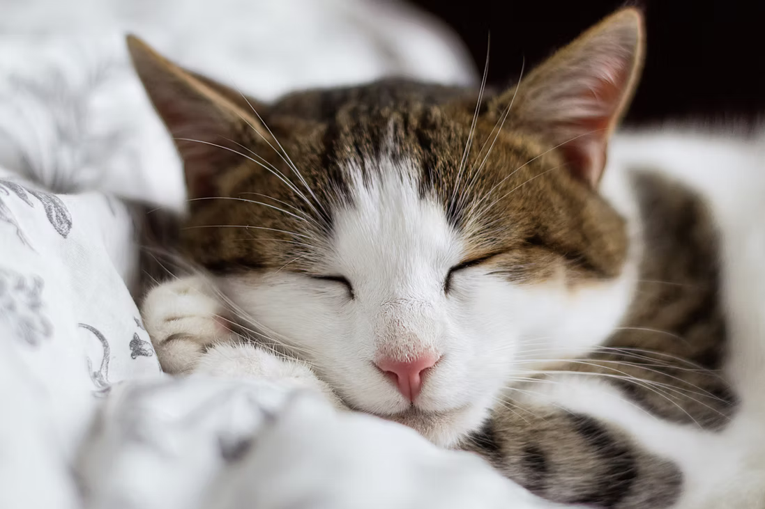 Winding Down for Better Sleep