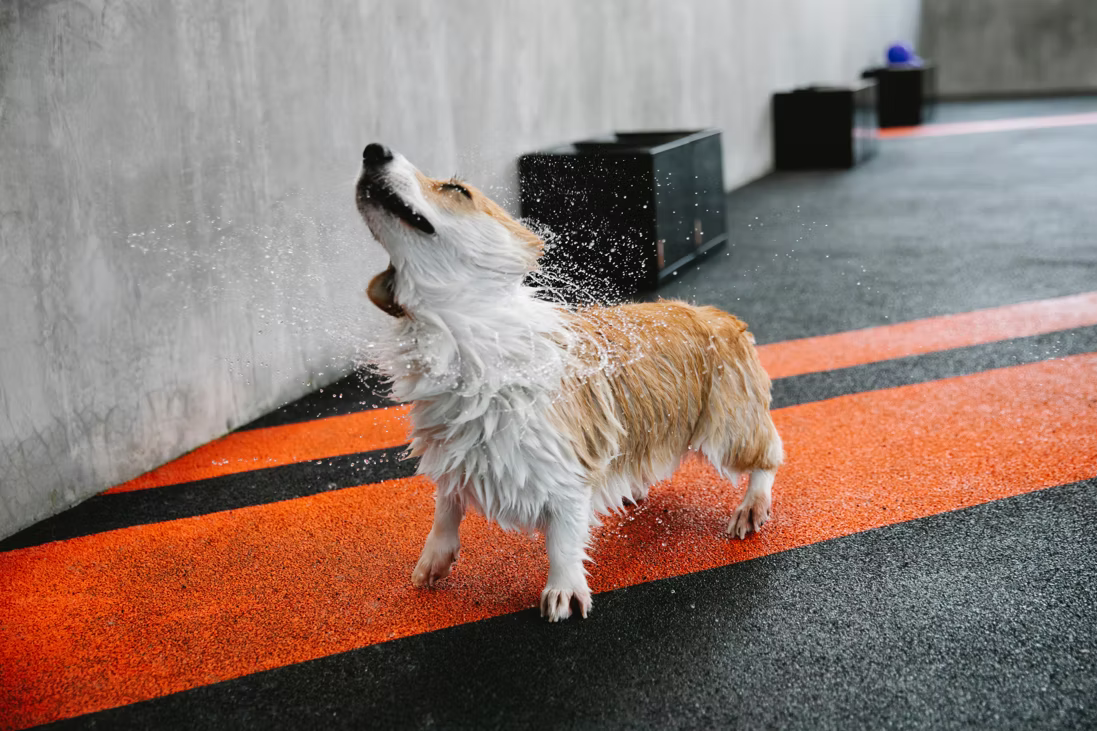 Shake It Off
