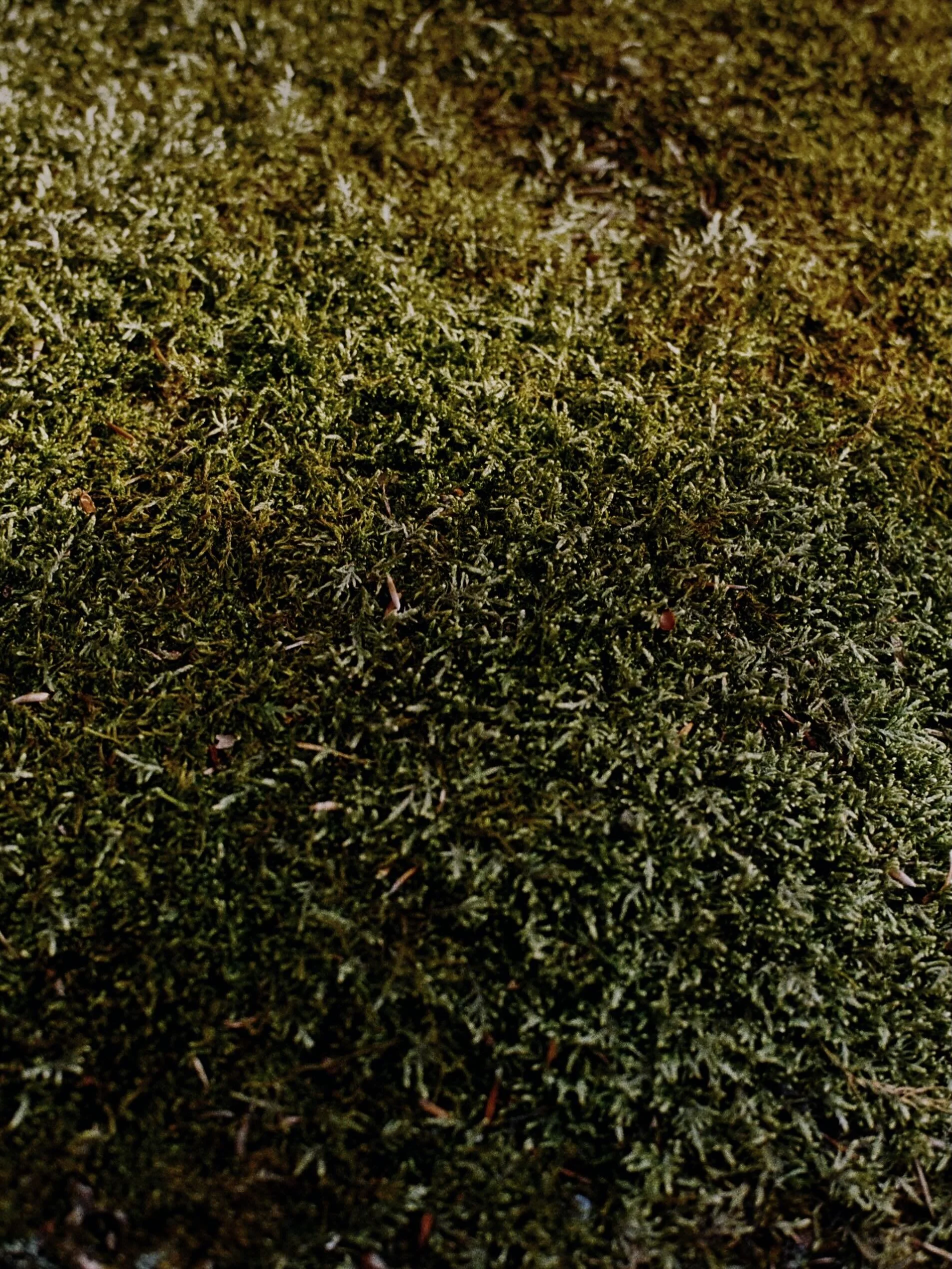 Mossy pillows for spring naps
