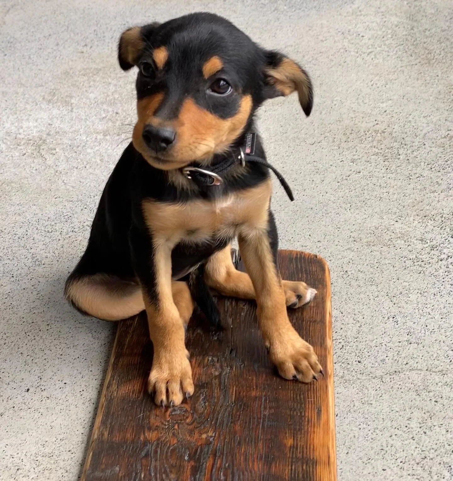 Latest recruit - Junno!
#supportrole