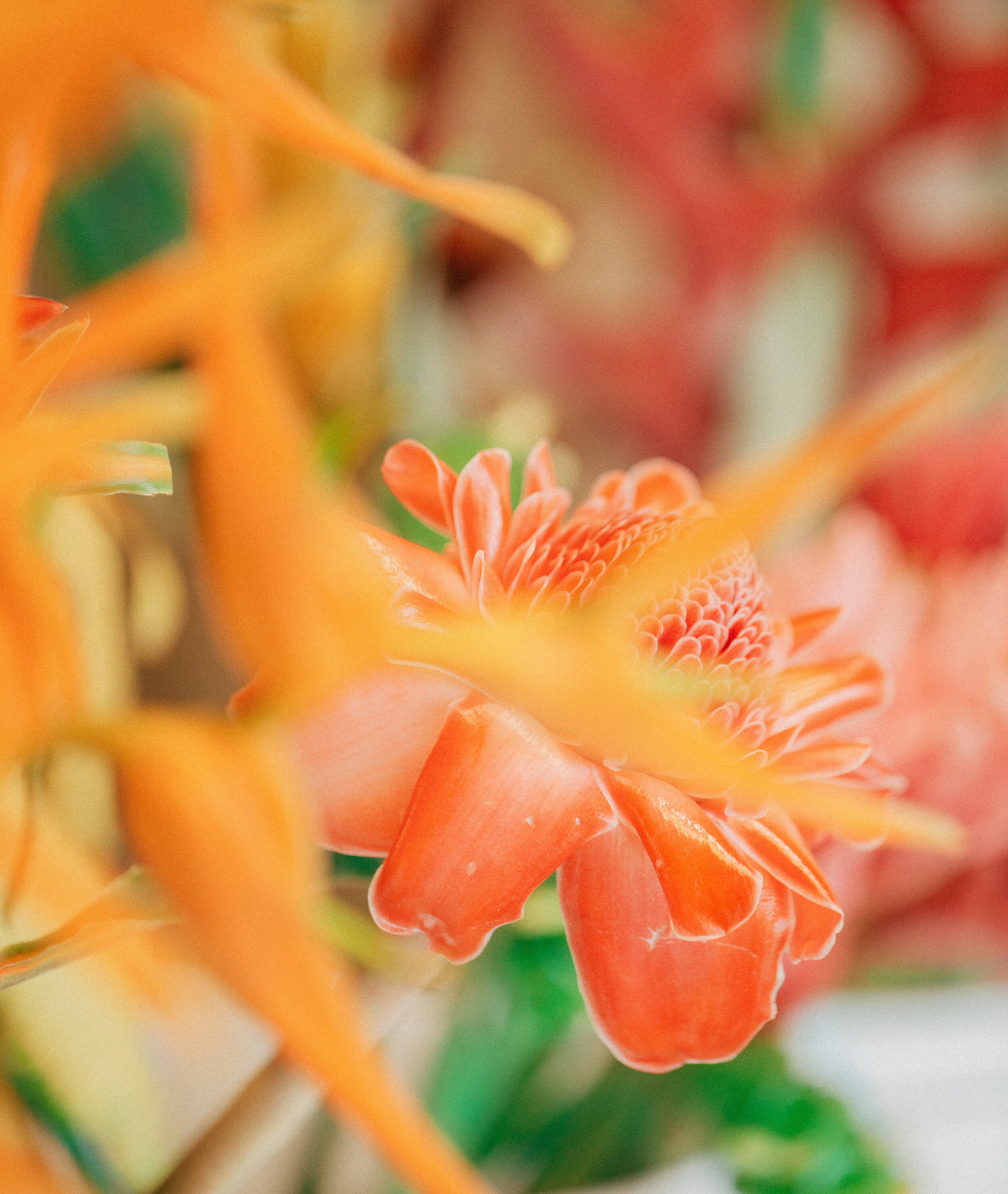 Flower+Splash+Final+Final.jpg