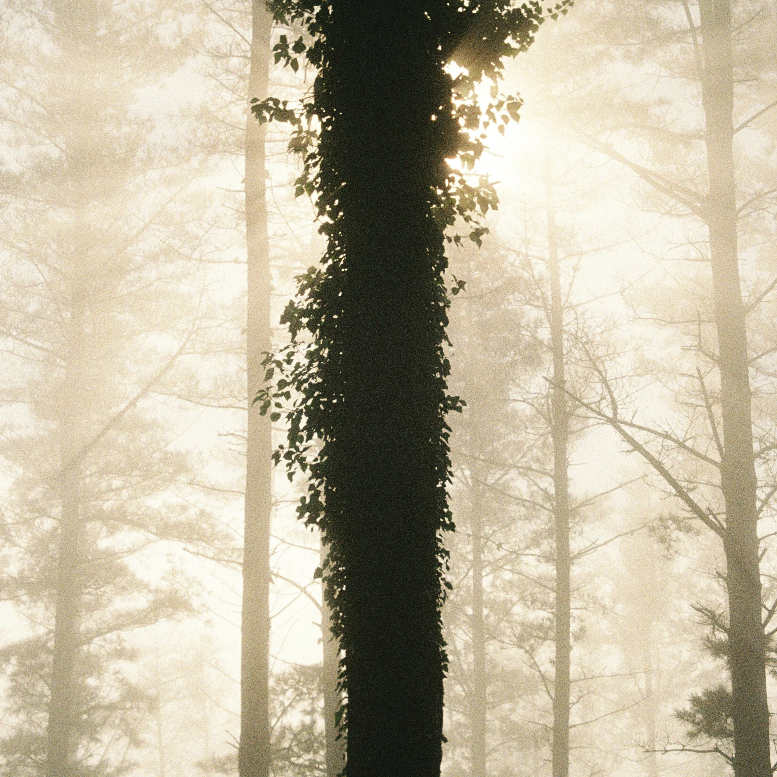 Bosque-c.jpg