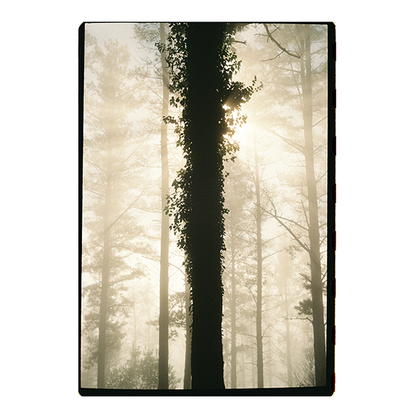 Bosque-a.png