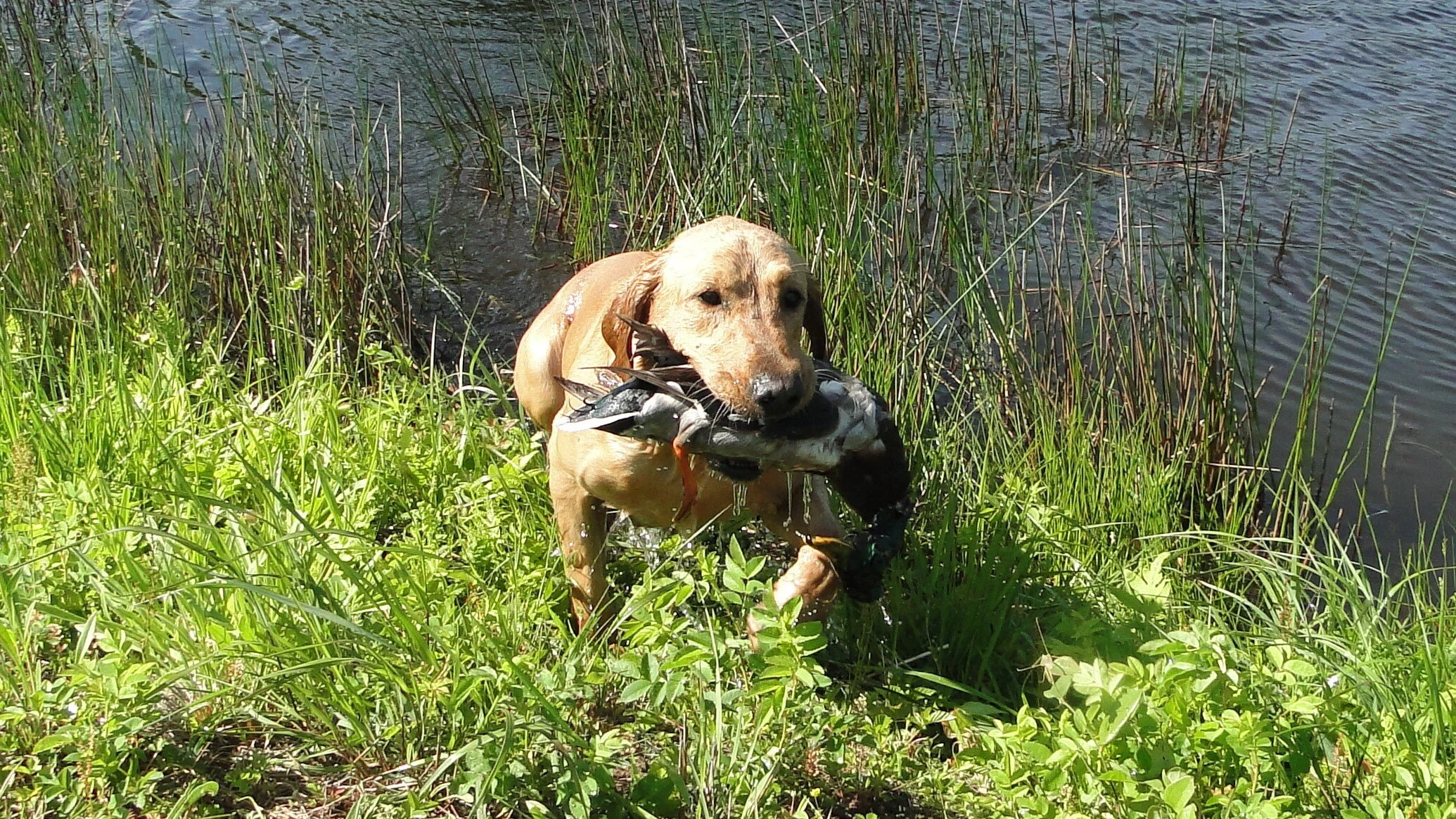 Hunt Tests 12 23 2020 — DARTMOOR RETRIEVERS
