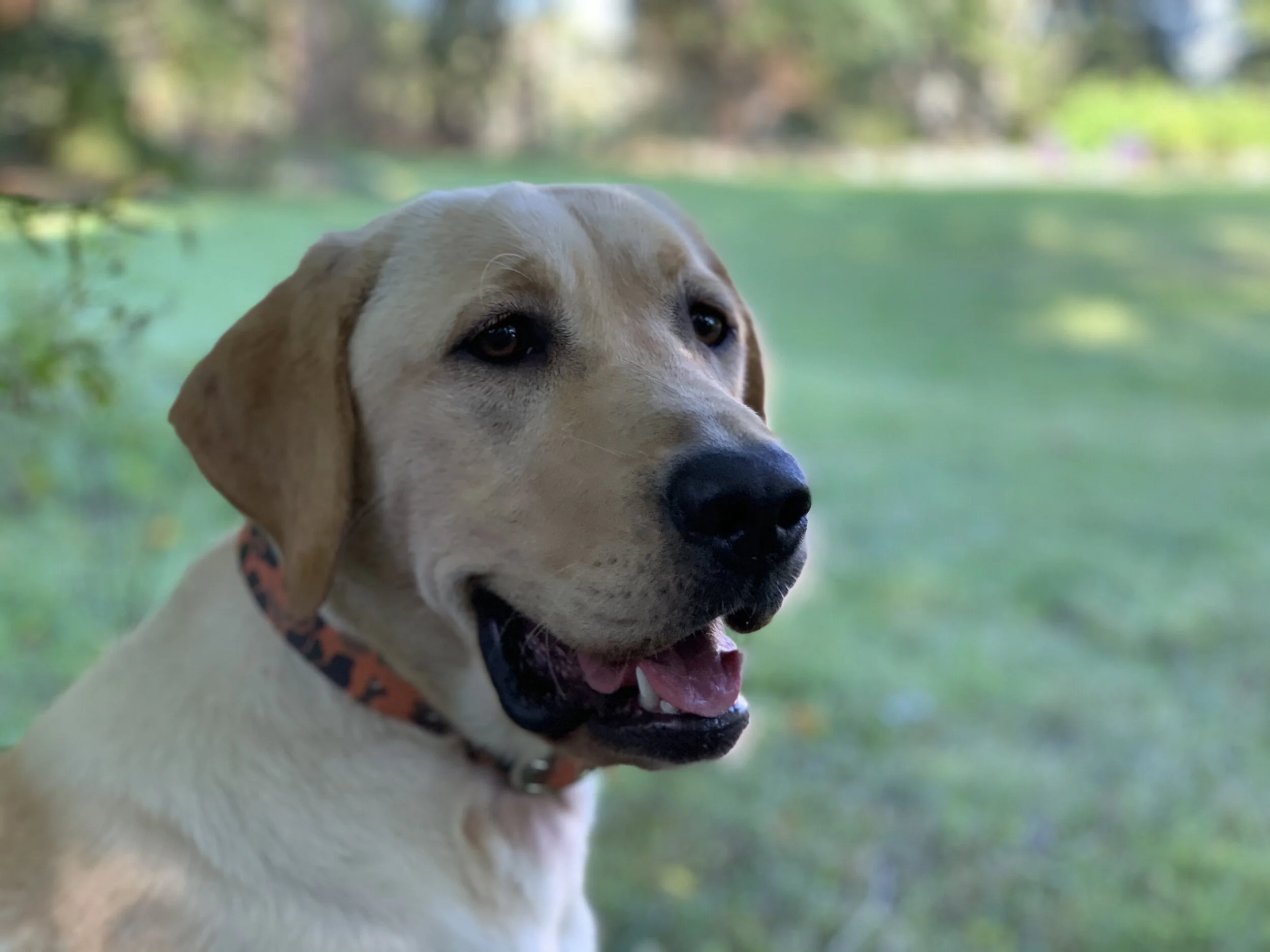 best chocolate lab breeders