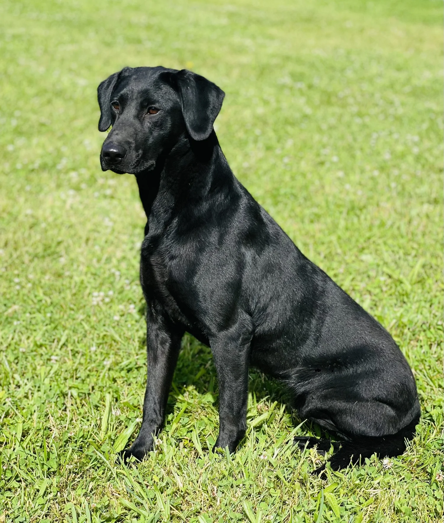 Services 3 — DARTMOOR RETRIEVERS