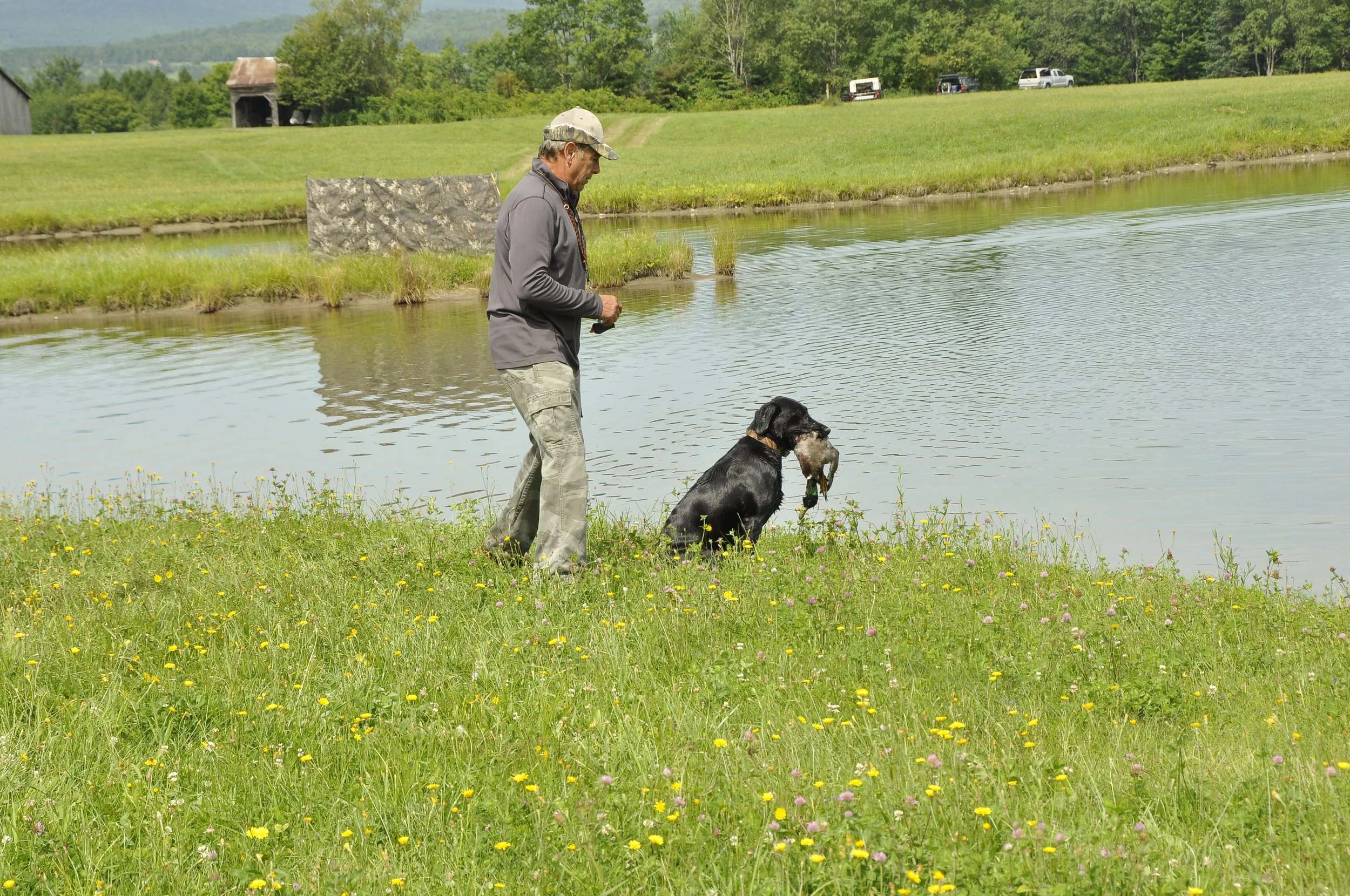 DARTMOOR RETRIEVERS