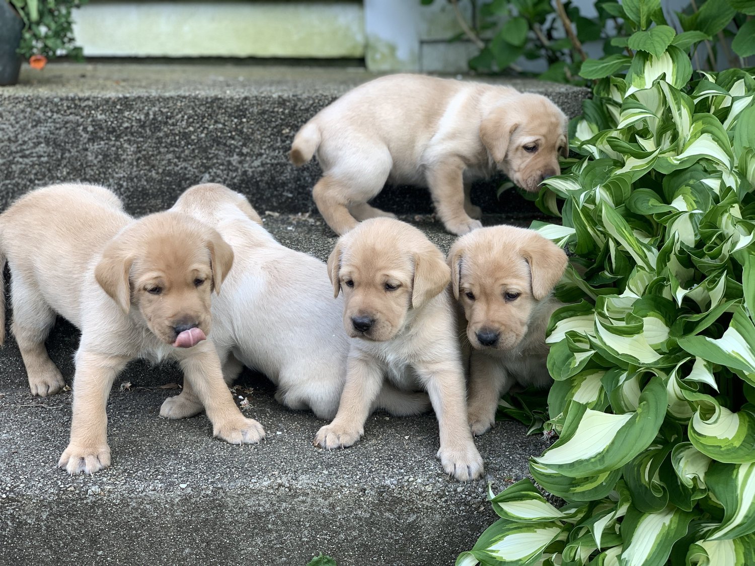 Litters — DARTMOOR RETRIEVERS