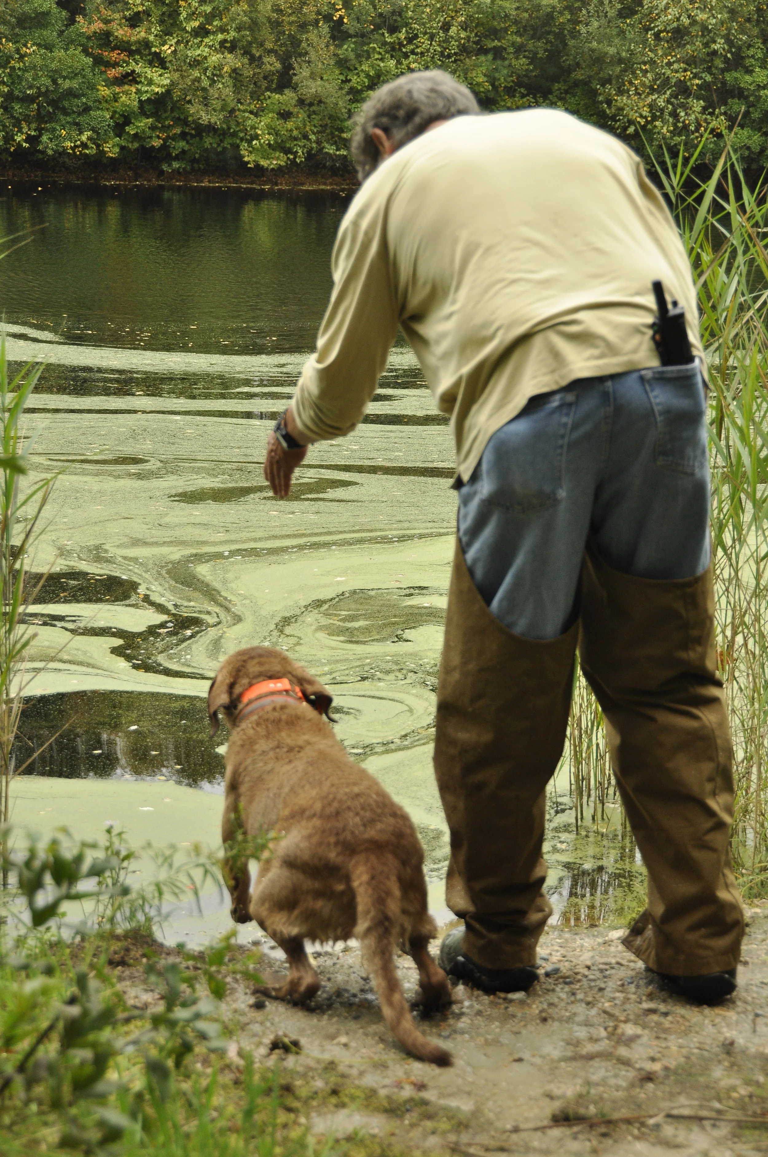 Gallery Photos — DARTMOOR RETRIEVERS