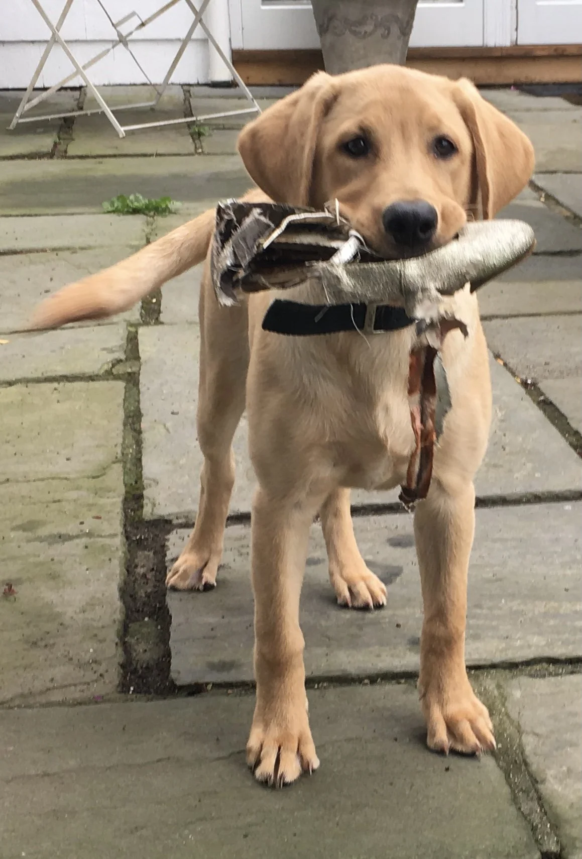 Gallery Photos — DARTMOOR RETRIEVERS